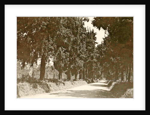 Conifers above Tjiseroepan by Anonymous