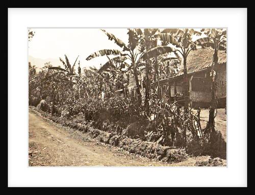 Java, Indonesia, trees along road with car trouble in Garut by Anonymous