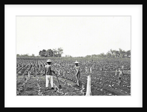Men on field working on the first bibit, Sumatra by Anonymous
