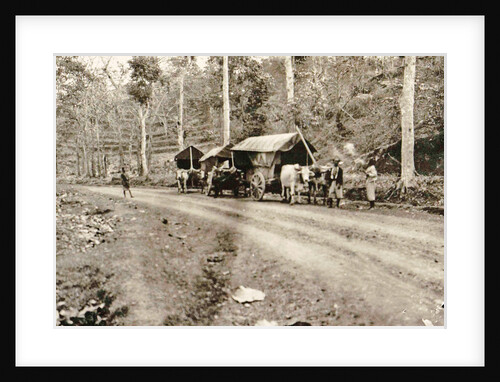 Java, road from Salaman to Borobudur with bullock carts, Indonesia by Anonymous