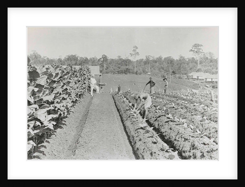 Sumatra indonesia, men engaged in tobacco field in various stages by Carl J. Kleingrothe