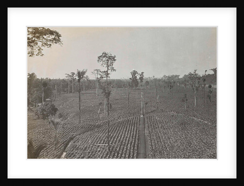 Sumatra indonesia view on tobacco field by Carl J. Kleingrothe