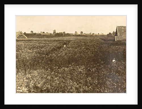 Sumatra indonesia Bindjey estate (Deli Mij) Tobacco field after 120 days by Anonymous