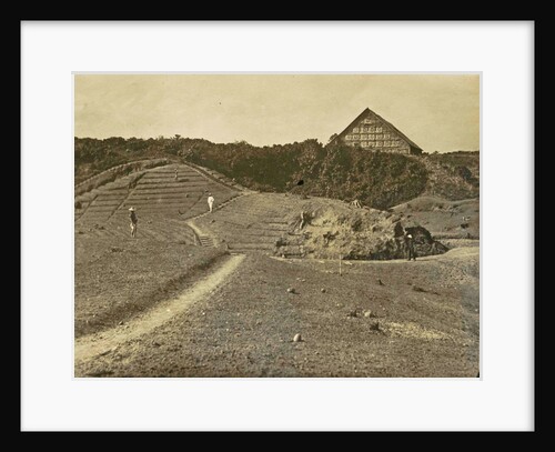 Sumatra indonesia Bindjey estate (Deli Mij) Tobacco field after 40 days by Anonymous