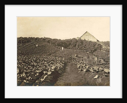 Sumatra, Bindjey estate (Deli Me.) Tobacco field after 80 days, Indonesia by Anonymous