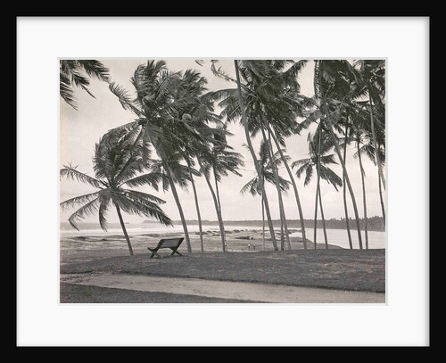 Ceylon in Colombo beach with palm trees and bench, Sri Lanka by A.W Plate & Co.