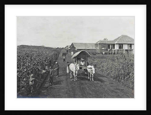 Sumatra indonesia, planting tobacco, ox cart to home by Carl J. Kleingrothe