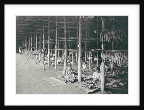 Sumatra indonesia, threading tobacco leaves in dry barn by Carl J. Kleingrothe