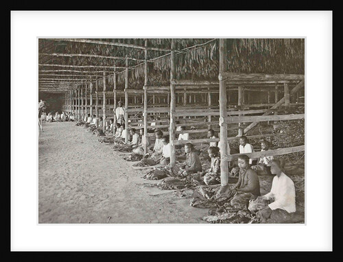Sumatra indonesia, threading tobacco leaves in dry barn by Carl J. Kleingrothe