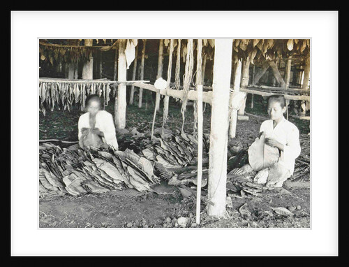 Sumatra indonesia, threading of tobacco drying barn by Anonymous