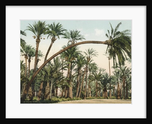 Palm Garden of Elche, Spain by F & Co.