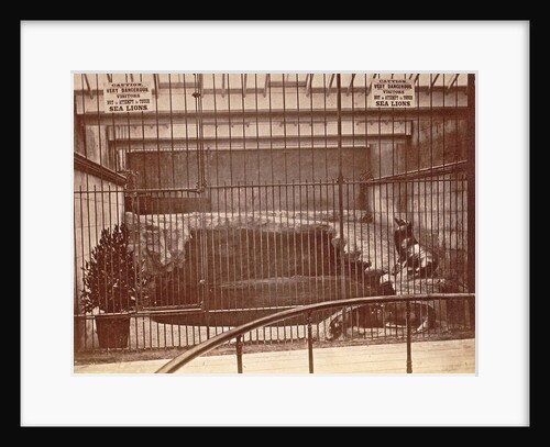 Lattice cage with lions and warning signs in the aquarium Brighton UK by Anonymous