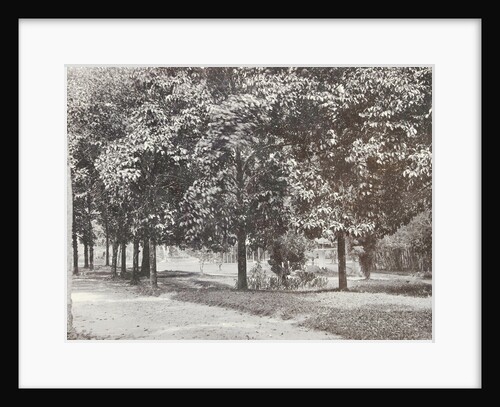 Garden or park in the Dutch East Indies, indonesia by Anonymous