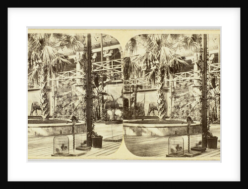 Crystal Palace The Great Palm, and Nineveh Court, Tropical Department by The London Stereoscopic Company