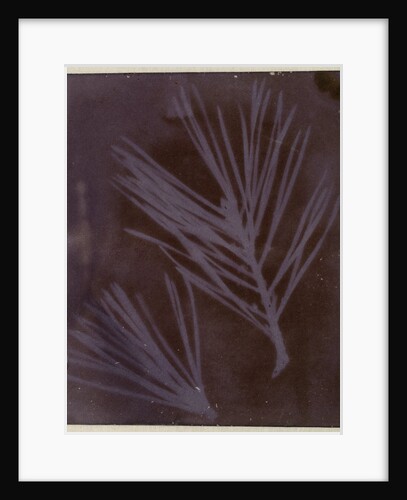 Pine Needles by Anonymous