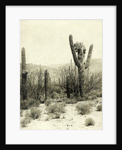 Giant Cactus in the desert near Tucson USA by Anonymous