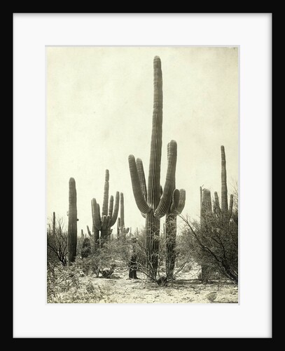 Giant Cactus in the desert of Tucson USA by Anonymous