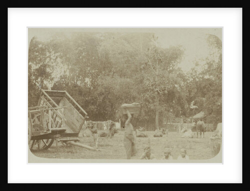 View of a farm with cows in Surabaya, Indonesia by Anonymous