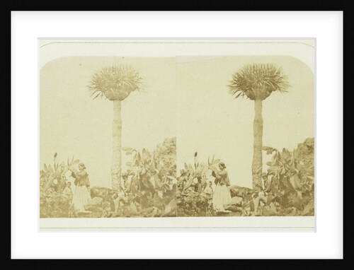 Cochineal Gatherers at Orotava Tenerife, Canary Islands by Lovell Reeve