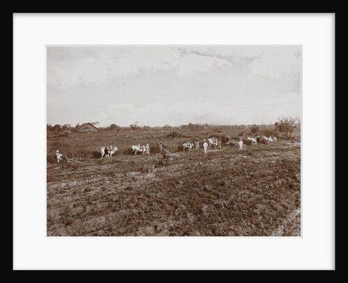 Workers with oxen plowing a field in Sumatra by Carl J. Kleingrothe