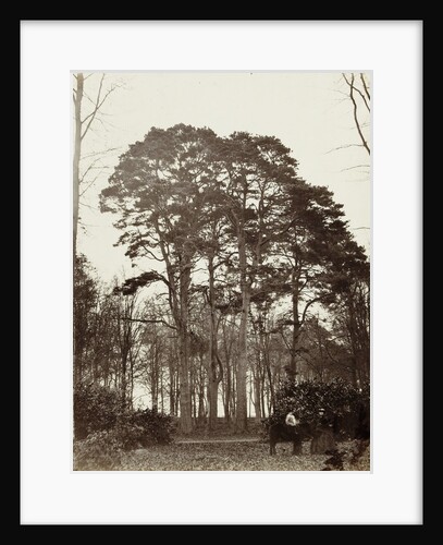 Group conifers near the obelisk at Windsor Estate by William Bembridge