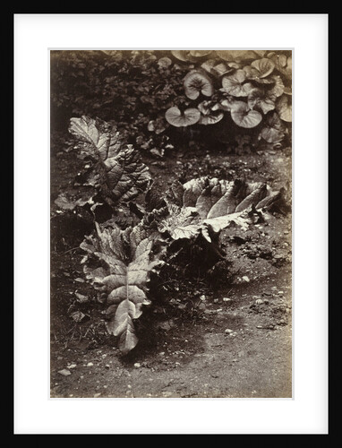 Study of a leaf by Robert Burrows