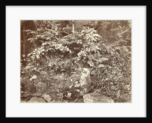 Plants and other vegetation by William Church