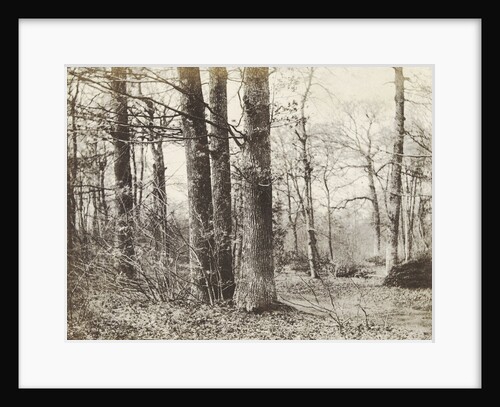 Tree Study by Hendrick Hondius I