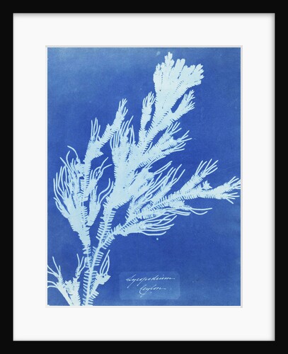 Clubmoss trace plant, Lycopodium Ceylon by Anna Atkins