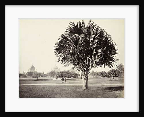 A Palm Tree Study, Lucknow, India by Samuel Bourne