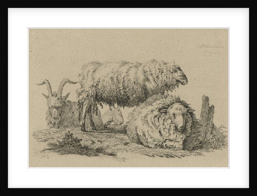 Two sheep and two goats by Anthony Oberman