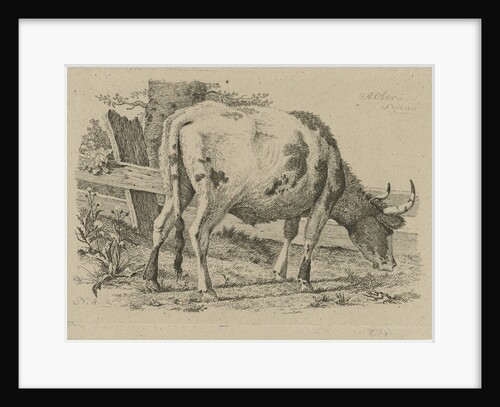 Grazing cow at a fence by Anthony Oberman