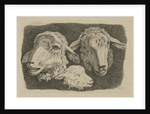 Two sheep heads and a head of a lamb by Anthony Oberman