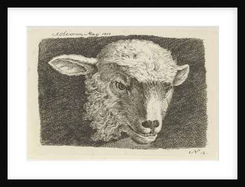 Head of a lamb by Anthony Oberman