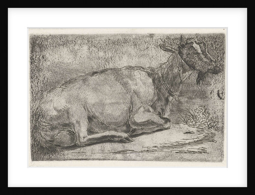 lying goat by Jabes Heenck