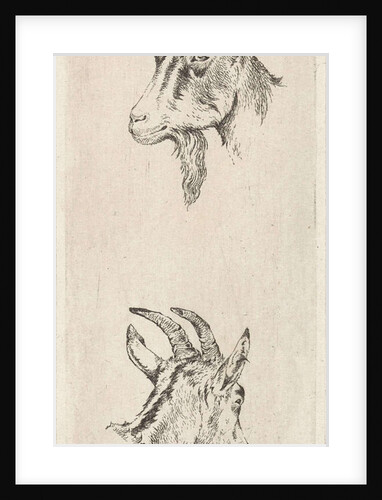 Goats head by Pieter Janson