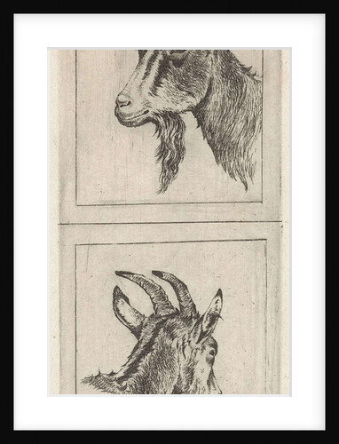 Goats head by Pieter Janson
