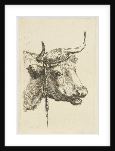 Head of a cow by Jan Kobell III