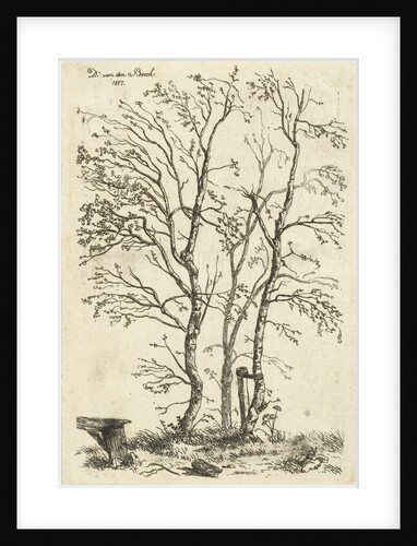 Three birch trees by D. van den Bosch