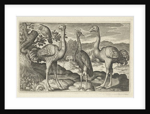 Crowned Crane between two ostriches by Claes Jansz. Visscher II