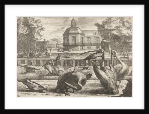 Pelicans by Lodewijk XIV