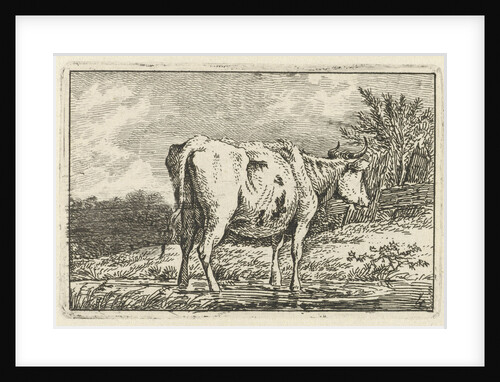 Cow standing in a puddle by Anthony Oberman