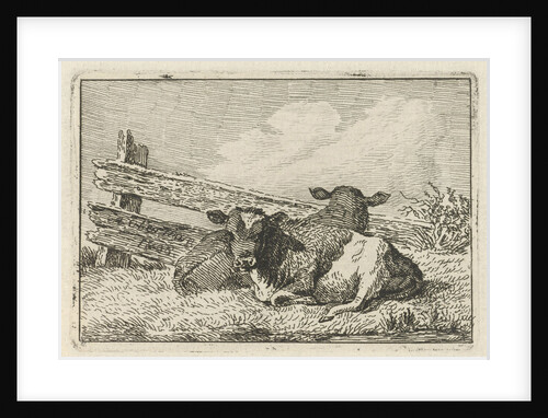 Two calves lying by a fence by Anthony Oberman