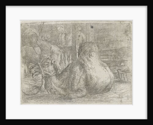 Lying camel by Jan van Ossenbeeck
