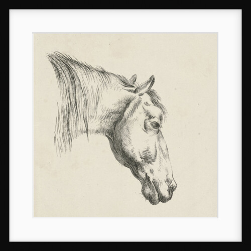 Head of a horse by Jan Kobell