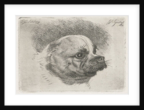 Head of a pug by Pieter Gaal