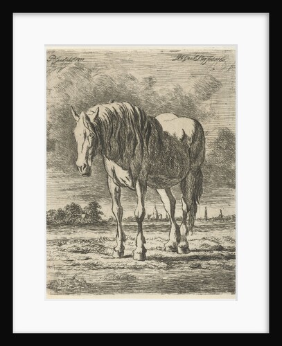 Single white horse by Pieter Gaal