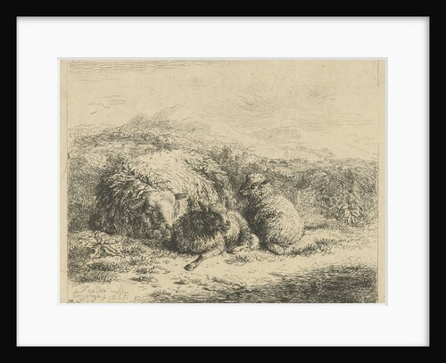 Lying sheep with two lambs by Adam von Bartsch