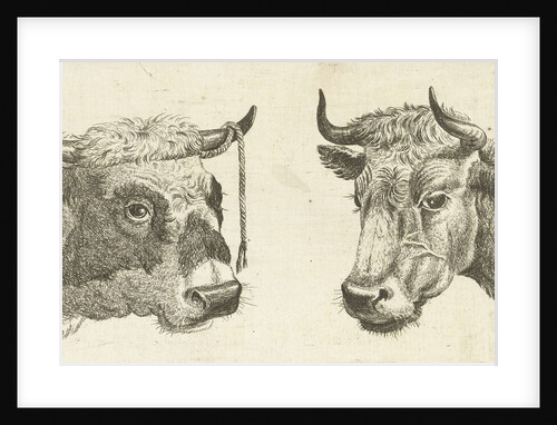 Head of a bull with rope to horns and head of cow by Cornelis Bisschop