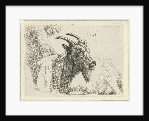 Lying goat by Jan Dasveldt